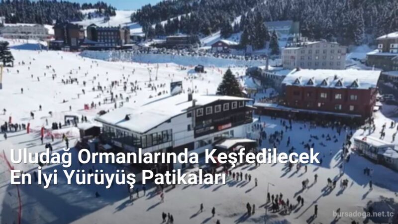 Uludağ Ormanlarında Keşfedilecek En İyi Yürüyüş Patikaları - bursadoga.net.tc