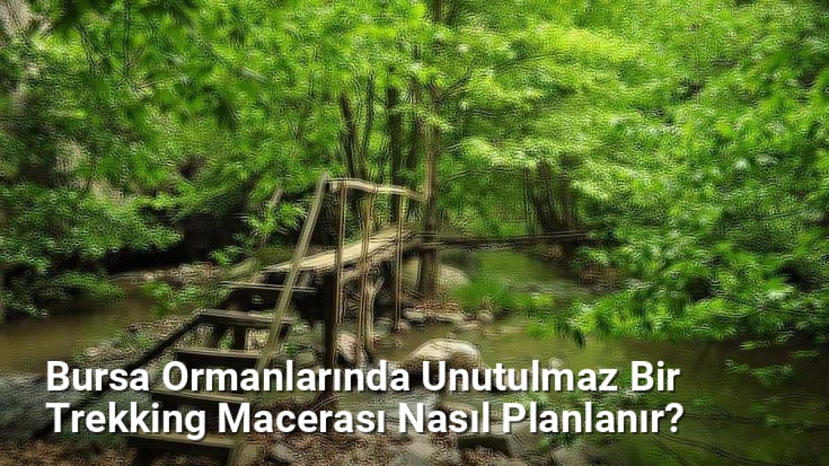 Bursa Ormanlarında Unutulmaz Bir Trekking Macerası Nasıl Planlanır? - bursadoga.net.tc