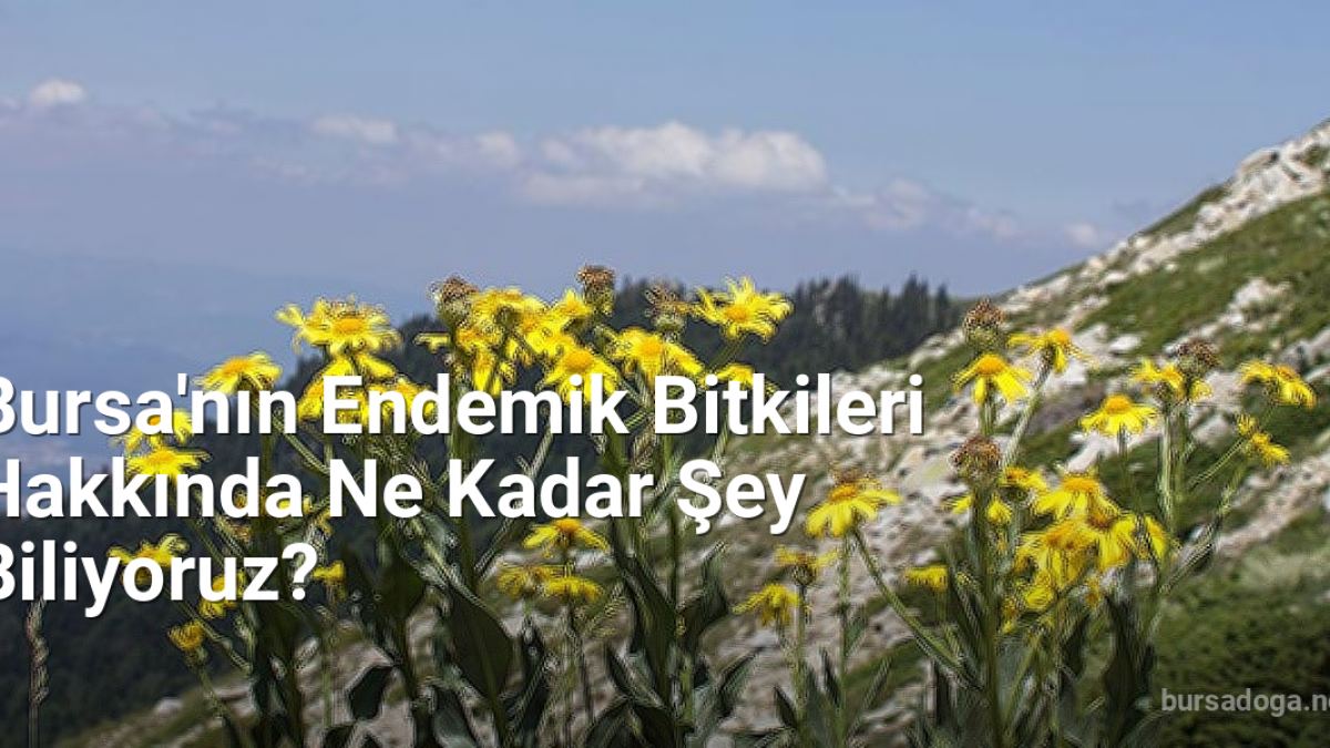 Bursa'nın Endemik Bitkileri Hakkında Ne Kadar Şey Biliyoruz? - bursadoga.net.tc