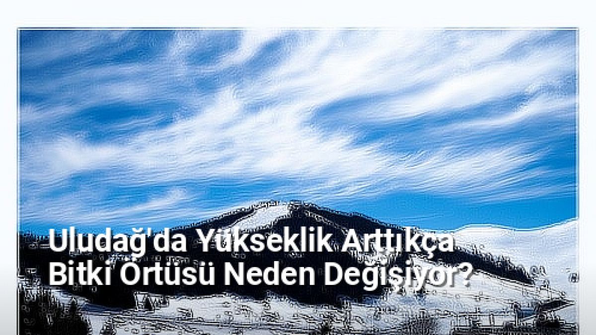 Uludağ'da Yükseklik Arttıkça Bitki Örtüsü Neden Değişiyor? - bursadoga.net.tc